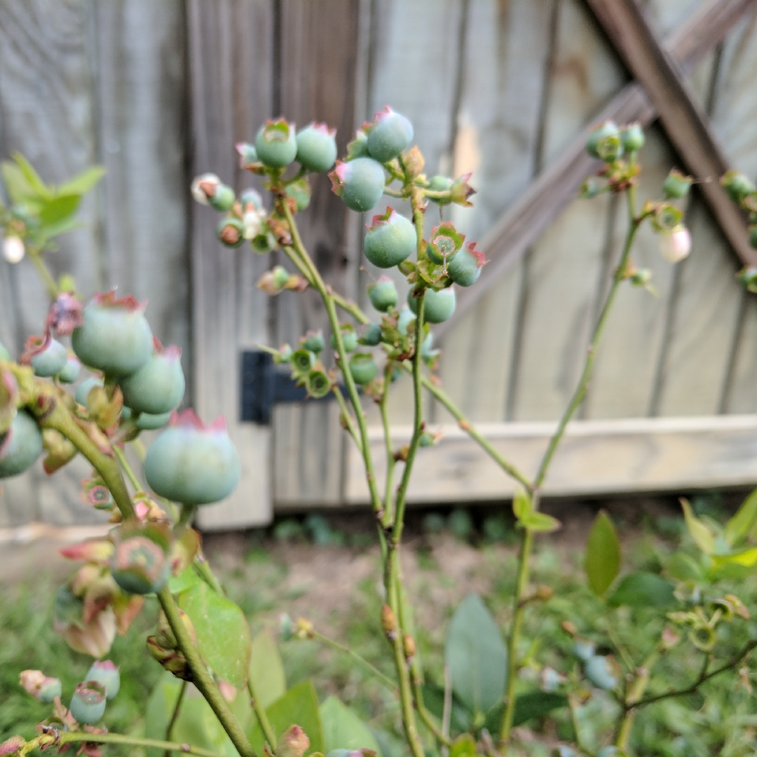 Vaccinium virgatum in the GardenTags plant encyclopedia Rabbiteye Blueberry in the GardenTags plant encyclopedia
