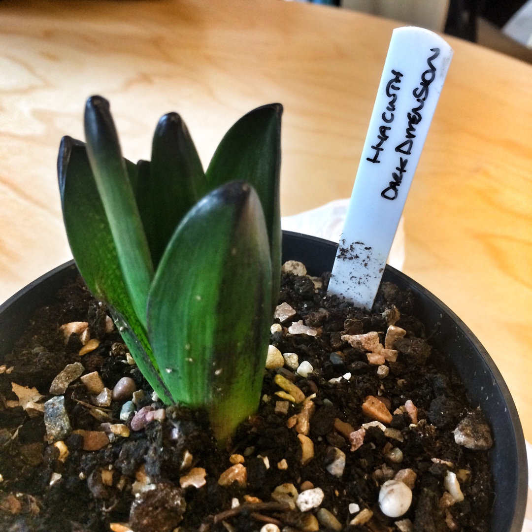 Hyacinth Dark Dimension in the GardenTags plant encyclopedia