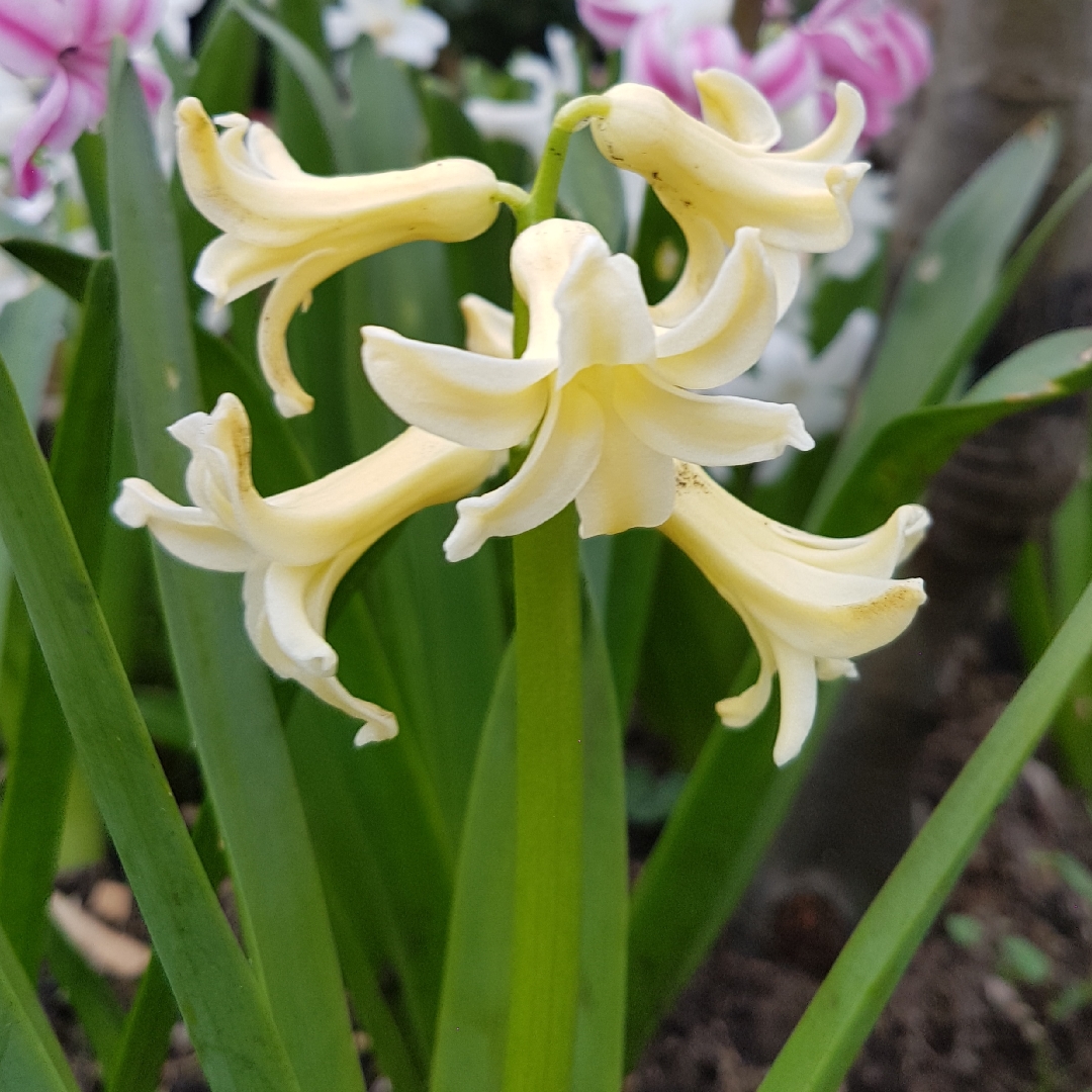 Hyacinthus orientalis Gypsy Princess in the GardenTags plant encyclopedia Hyacinth Gypsy Princess in the GardenTags plant encyclopedia