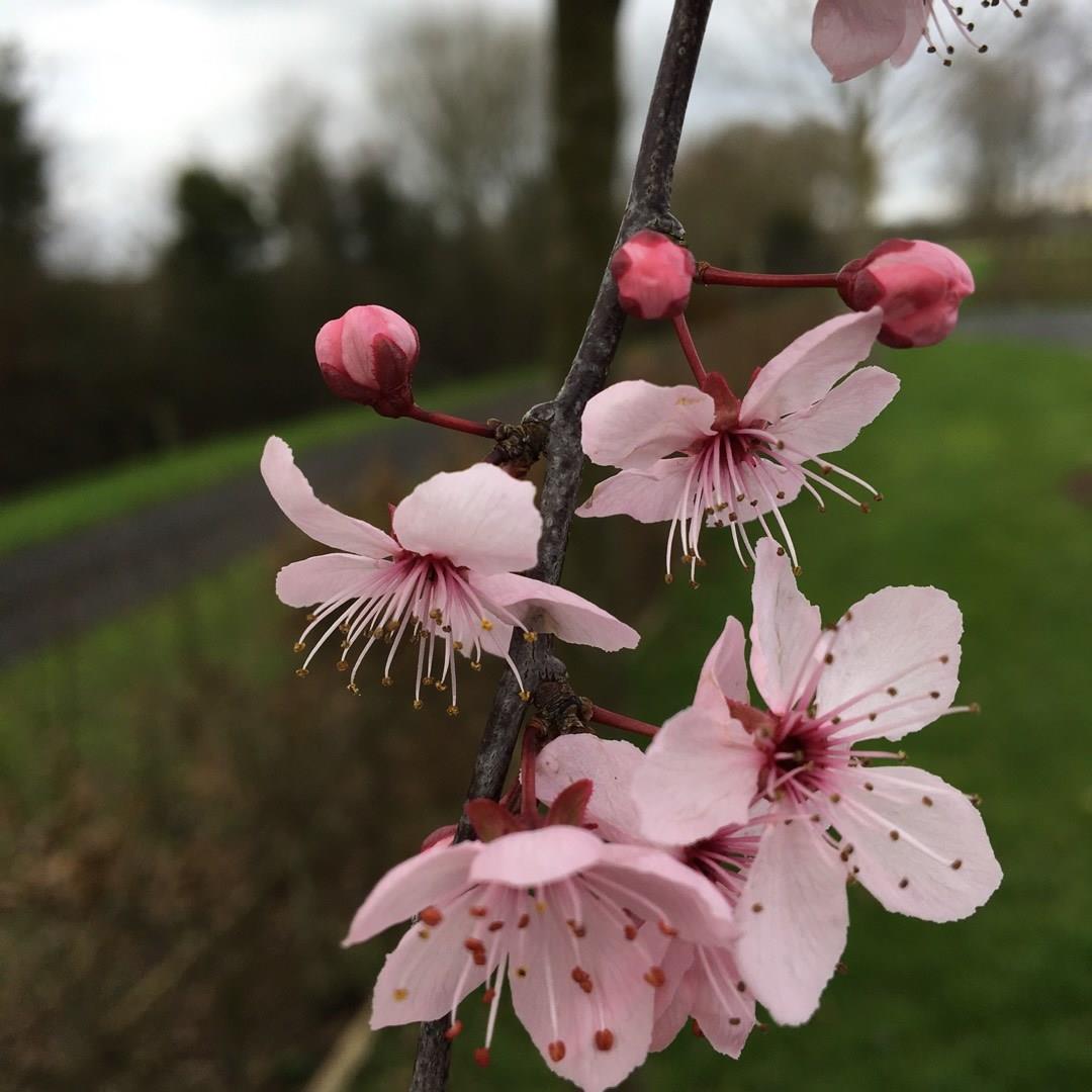 Purple Leaf Plum in the GardenTags plant encyclopedia
