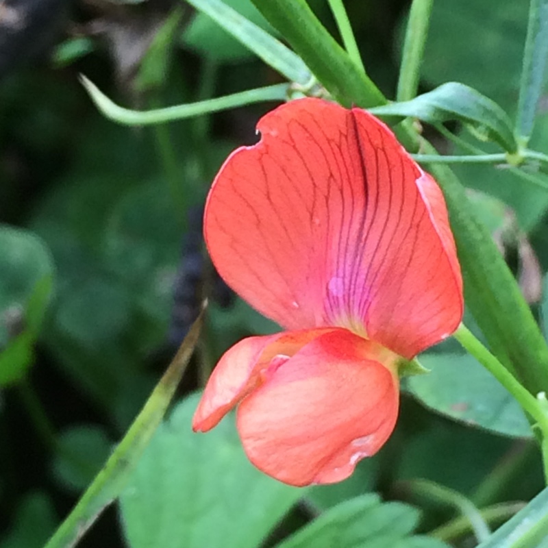 Lathyrus annuus Hothem Red in the GardenTags plant encyclopedia Sweet Pea Hothem Red in the GardenTags plant encyclopedia