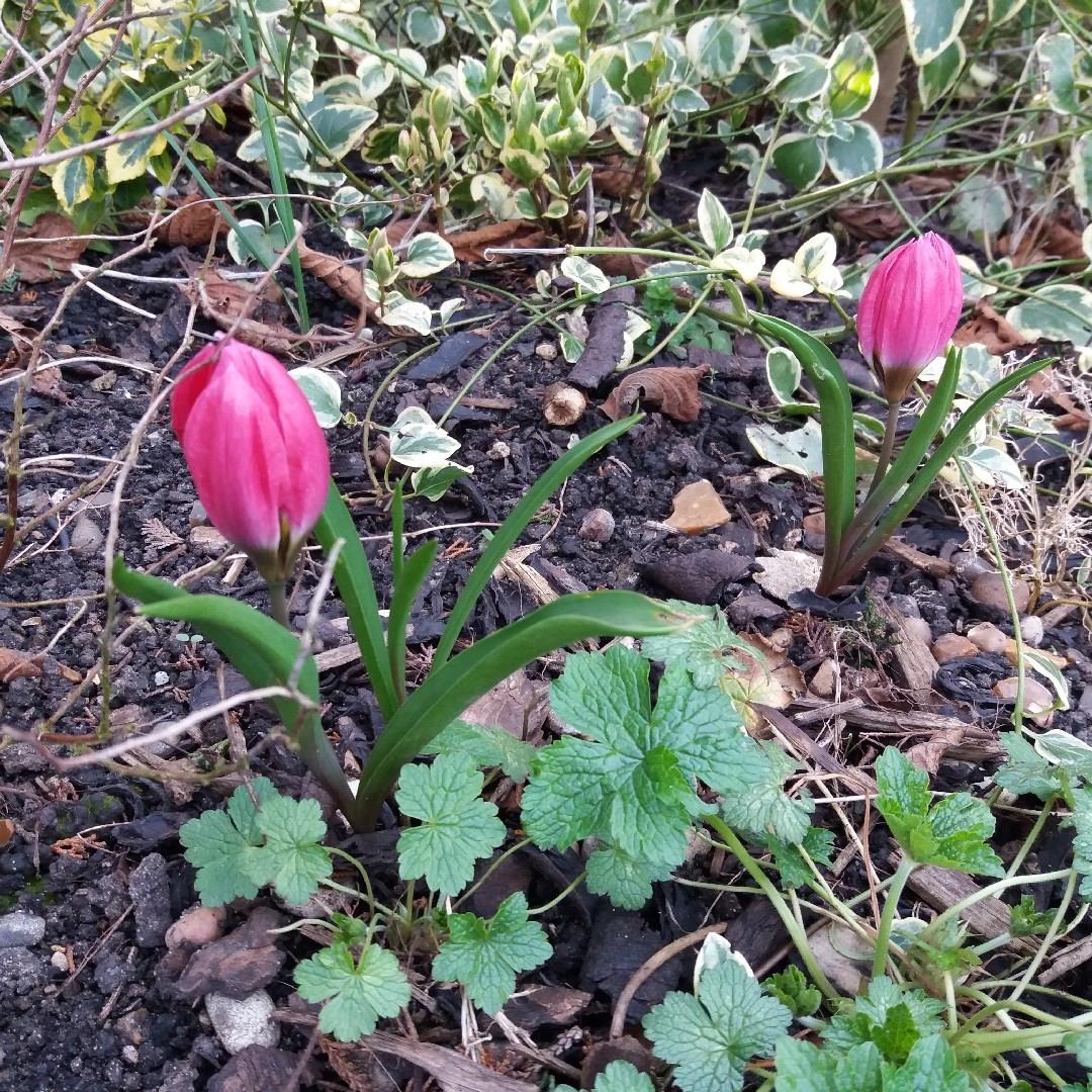 Tulipa humilis Pink Charm in the GardenTags plant encyclopedia Tulip (Species) Low-growing Tulip Pink Charm in the GardenTags plant encyclopedia