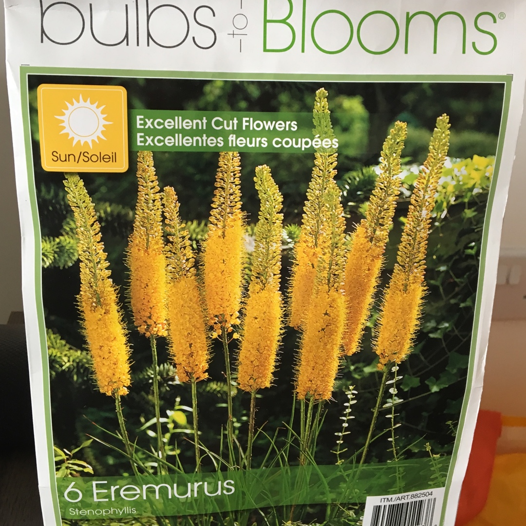 Eremurus Stenophyllus in the GardenTags plant encyclopedia Narrow-leaved Foxtail Lily in the GardenTags plant encyclopedia