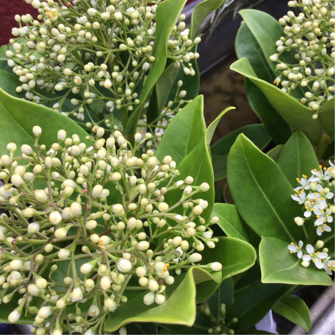 Skimmia japonica Thereza in the GardenTags plant encyclopedia Japanese Skimmia Thereza in the GardenTags plant encyclopedia