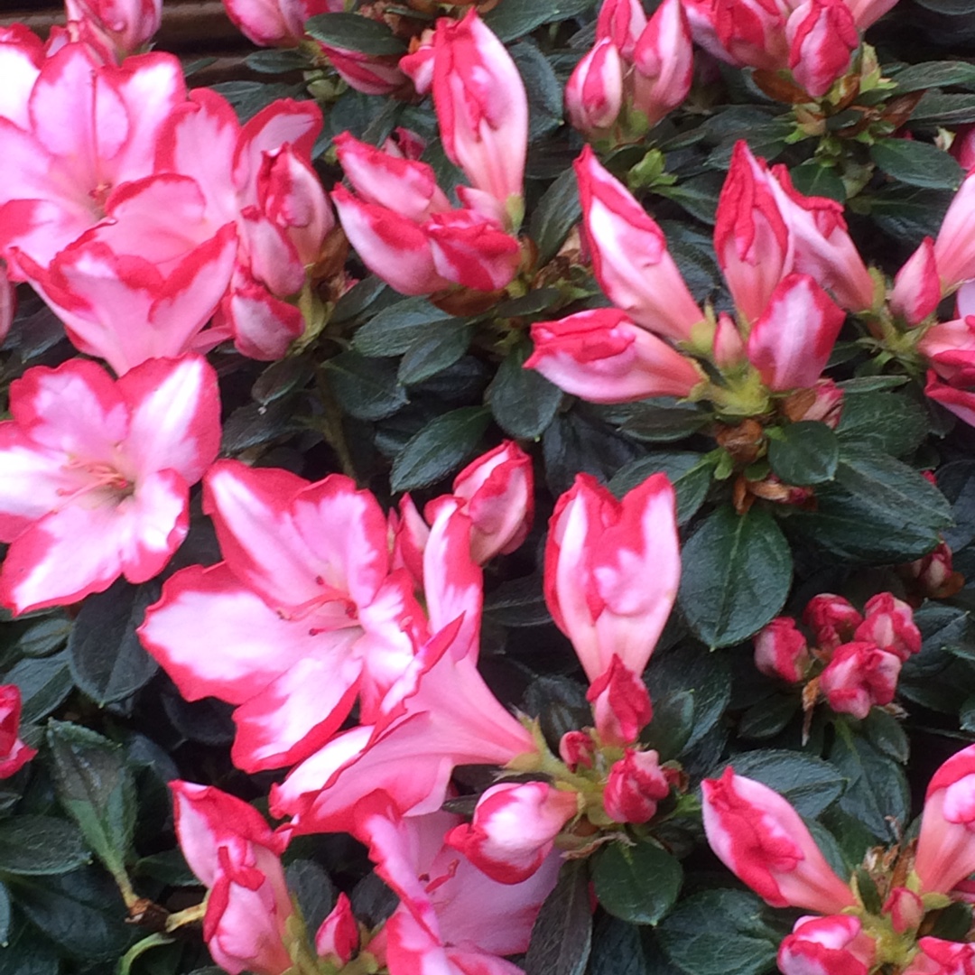 Rhododendron japonica Sachenstern in the GardenTags plant encyclopedia Azalea Pink Sachenstern in the GardenTags plant encyclopedia