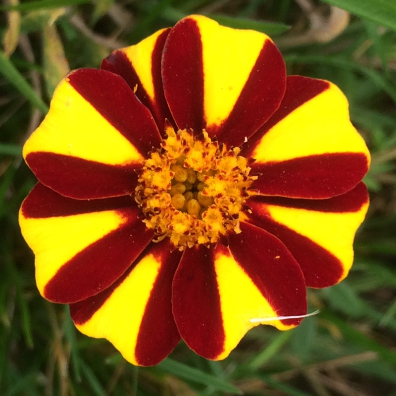 Tagetes patula Jolly Jester in the GardenTags plant encyclopedia French Marigold Jolly Jester in the GardenTags plant encyclopedia