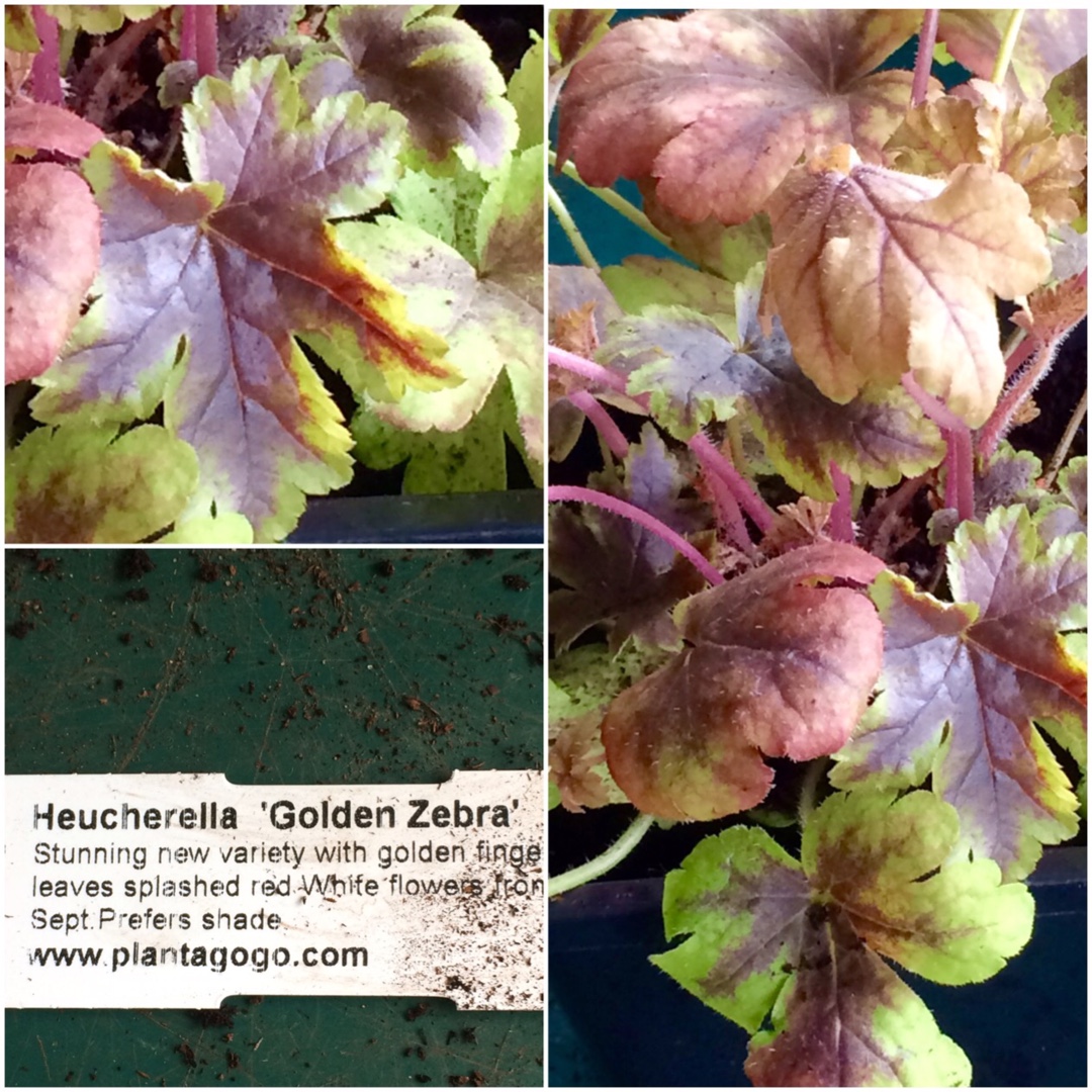 x Heucherella Golden Zebra in the GardenTags plant encyclopedia Foamy Bells Golden Zebra in the GardenTags plant encyclopedia