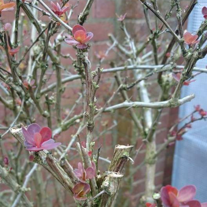 Berberis in the GardenTags plant encyclopedia Barberry in the GardenTags plant encyclopedia