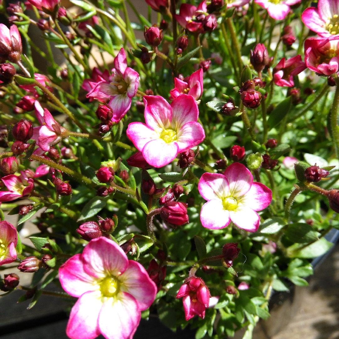 Saxifraga arendsii in the GardenTags plant encyclopedia Saxifrage, Rockfoil in the GardenTags plant encyclopedia