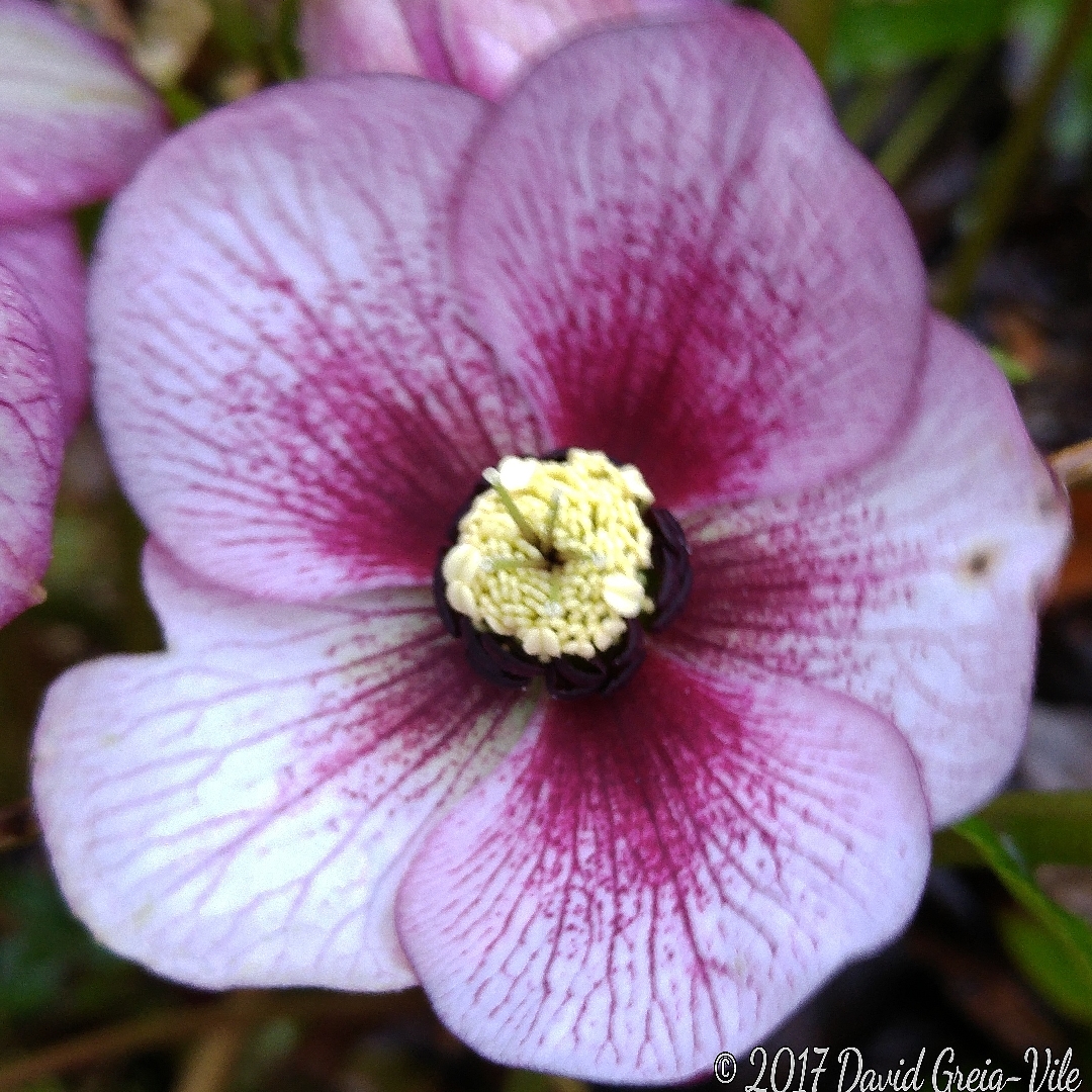 Helleborus Washfield Queen (Queen Series) in the GardenTags plant encyclopedia Hellebore Washfield Queen in the GardenTags plant encyclopedia
