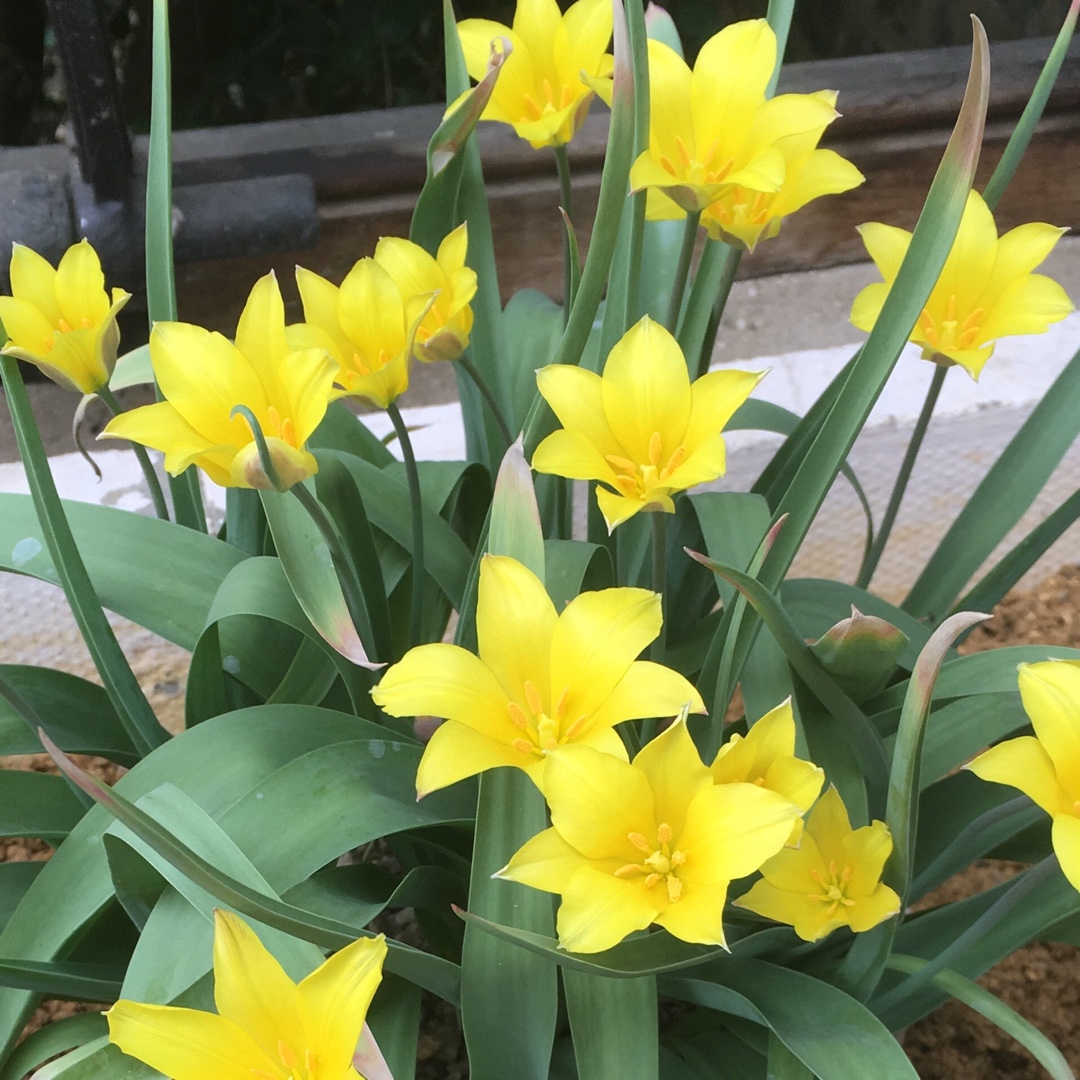 Tulipa iliensis in the GardenTags plant encyclopedia Tulip (Species) Cowslip-scented Tulip in the GardenTags plant encyclopedia