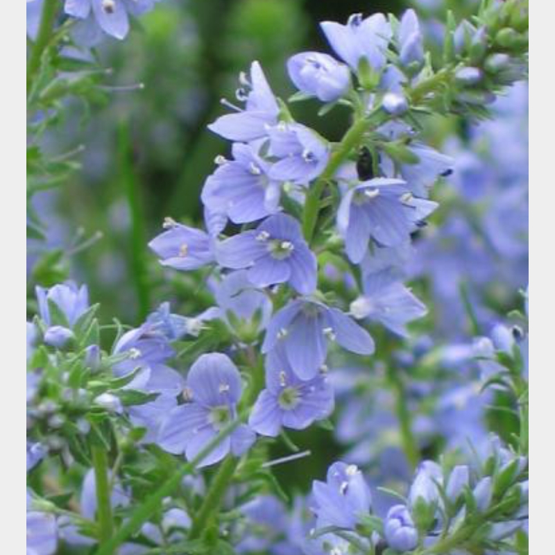 Veronica prostrata Nestor in the GardenTags plant encyclopedia Prostrate Speedwell Nestor in the GardenTags plant encyclopedia