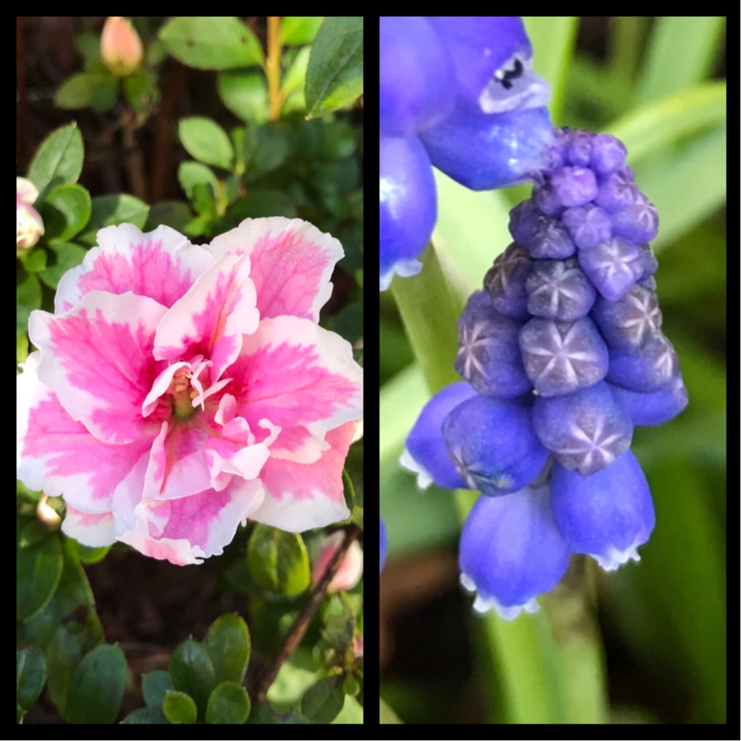 Rhododendron Belgian Hybrids in the GardenTags plant encyclopedia Belgian Azalea in the GardenTags plant encyclopedia