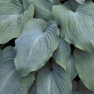 Hosta Blue Angel in the GardenTags plant encyclopedia Plantain Lily Blue Angel in the GardenTags plant encyclopedia