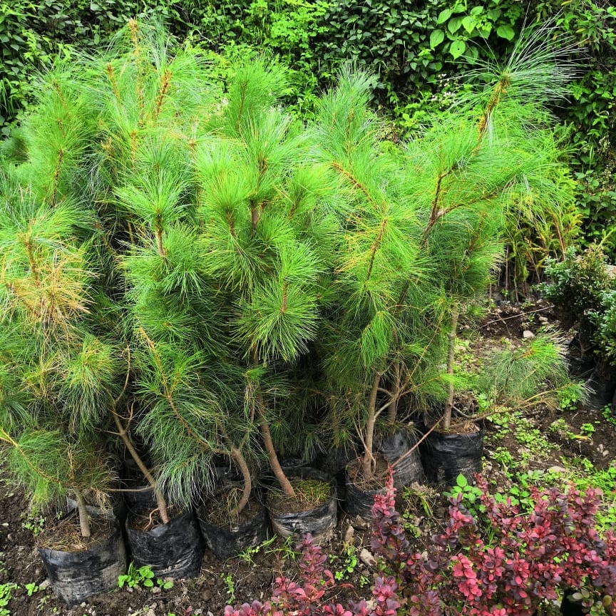 Cedrus deodara in the GardenTags plant encyclopedia Deodar Cedar in the GardenTags plant encyclopedia