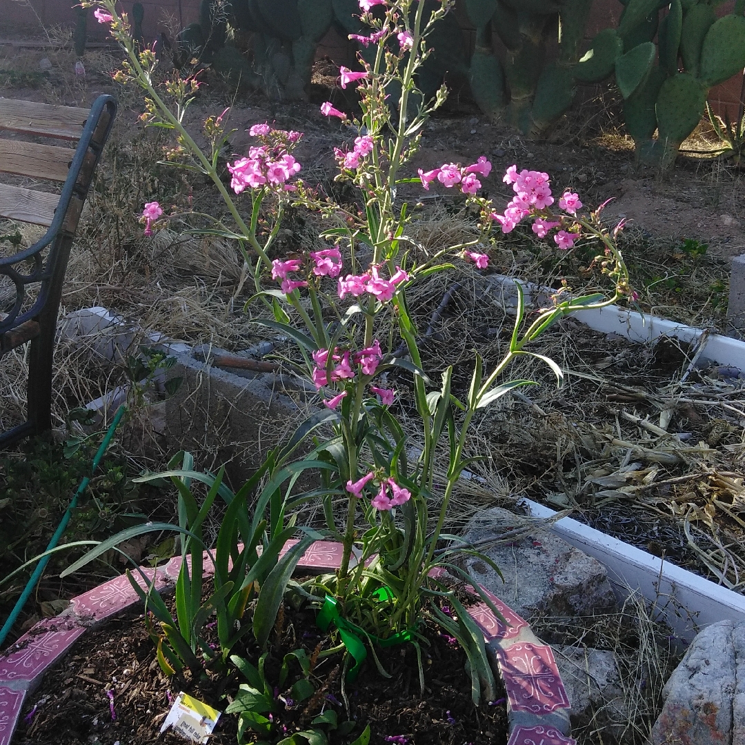 Penstemon Parryi in the GardenTags plant encyclopedia Perrys Penstemon in the GardenTags plant encyclopedia