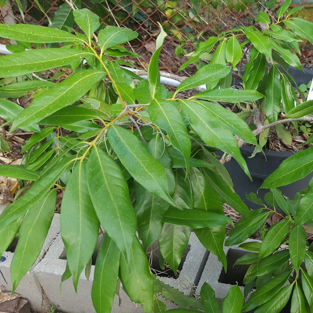 Lychee in the GardenTags plant encyclopedia