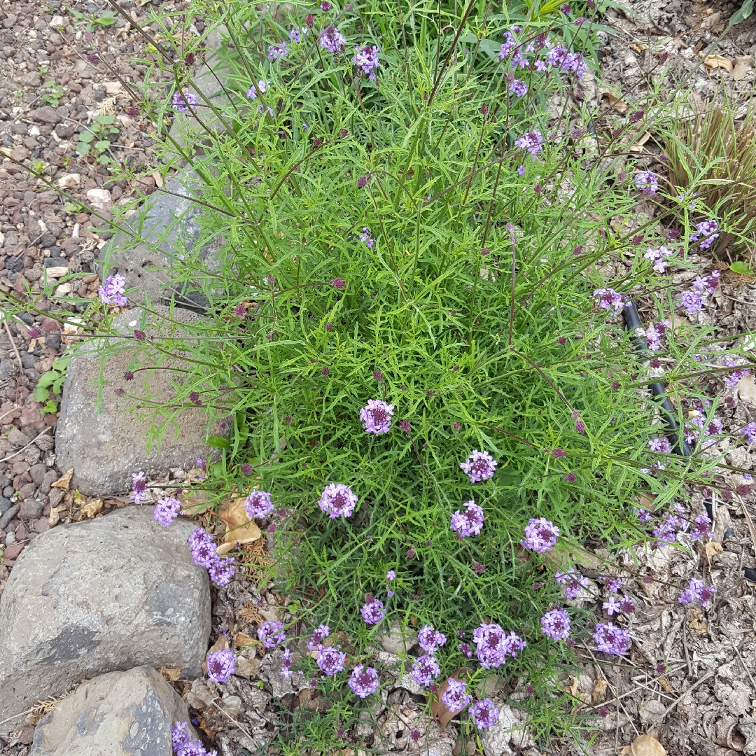 Verbena lilacina De la Mina in the GardenTags plant encyclopedia De la Mena Verbena in the GardenTags plant encyclopedia