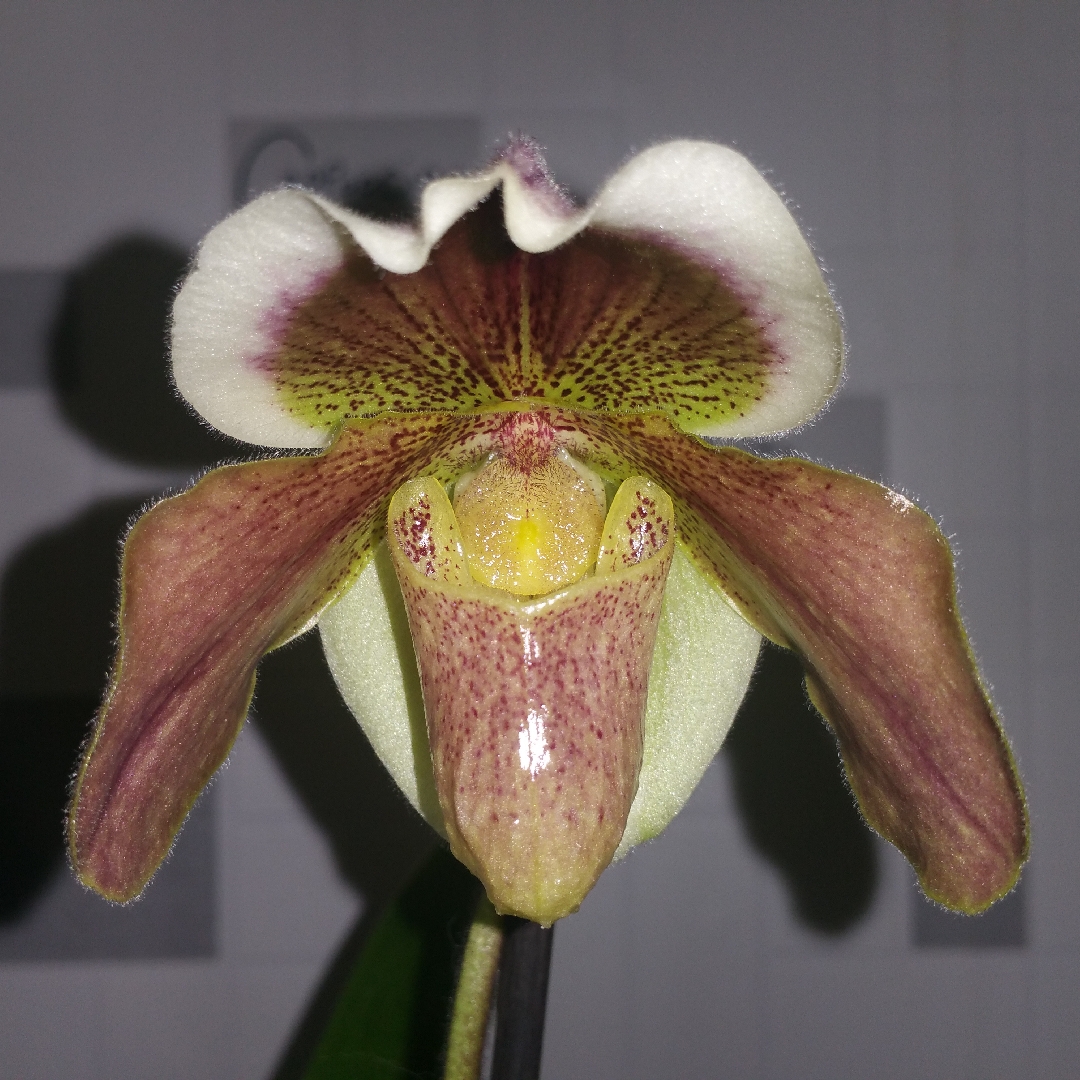 Chichi Slipper Orchid in the GardenTags plant encyclopedia
