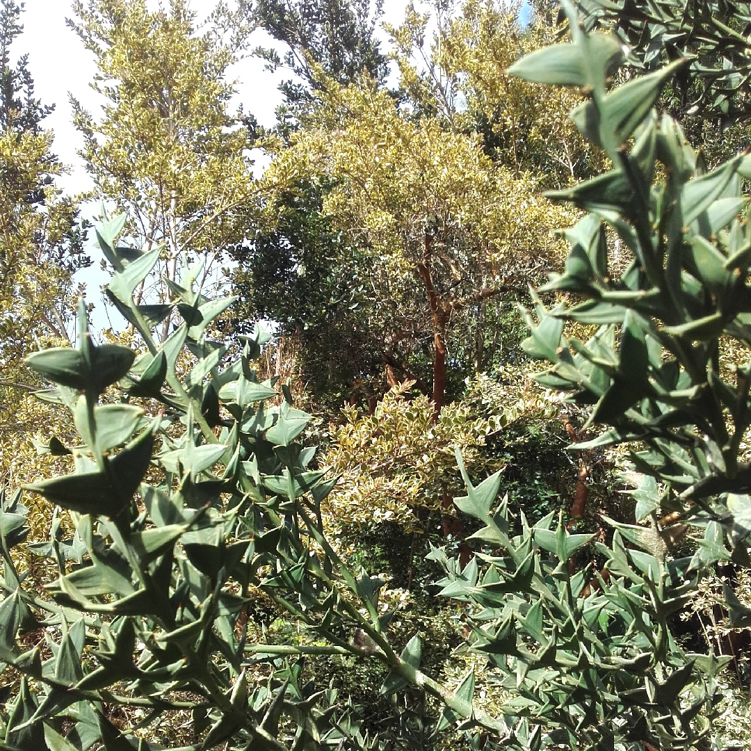 Colletia Paradoxa in the GardenTags plant encyclopedia Anchor Plant in the GardenTags plant encyclopedia