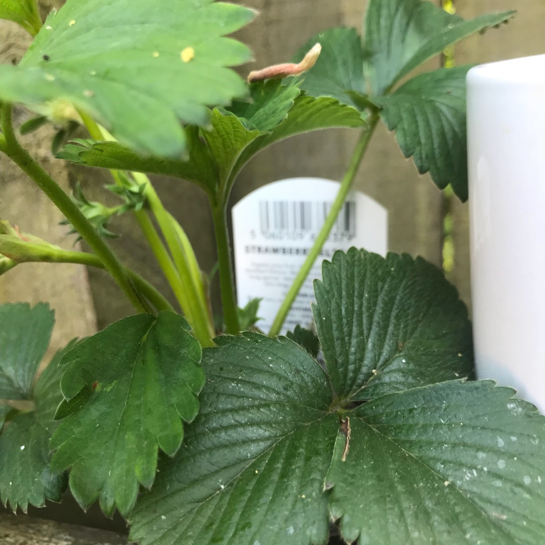 Fragaria x ananassa Alice in the GardenTags plant encyclopedia Strawberry Alice in the GardenTags plant encyclopedia