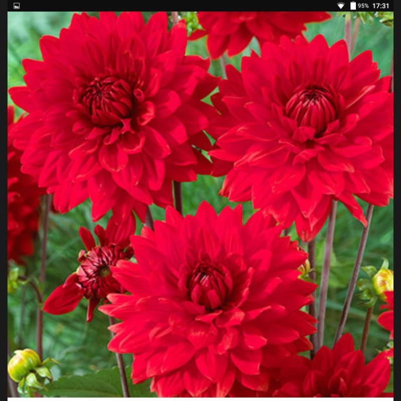 Dahlia Garden Wonder in the GardenTags plant encyclopedia Dahlia Garden Wonder in the GardenTags plant encyclopedia