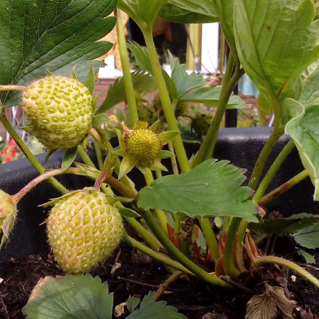 Fragaria x ananassa Cupid in the GardenTags plant encyclopedia Strawberry Cupid in the GardenTags plant encyclopedia