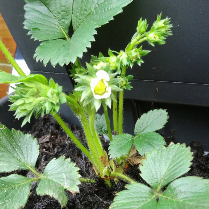 Fragaria x ananassa Redgauntlet syn. Fragaria x ananassa Red Guantlet in the GardenTags plant encyclopedia Strawberry Red Gauntlet in the GardenTags plant encyclopedia