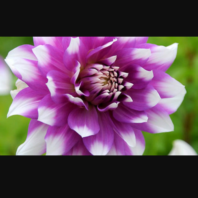 Dahlia Jean Marie in the GardenTags plant encyclopedia