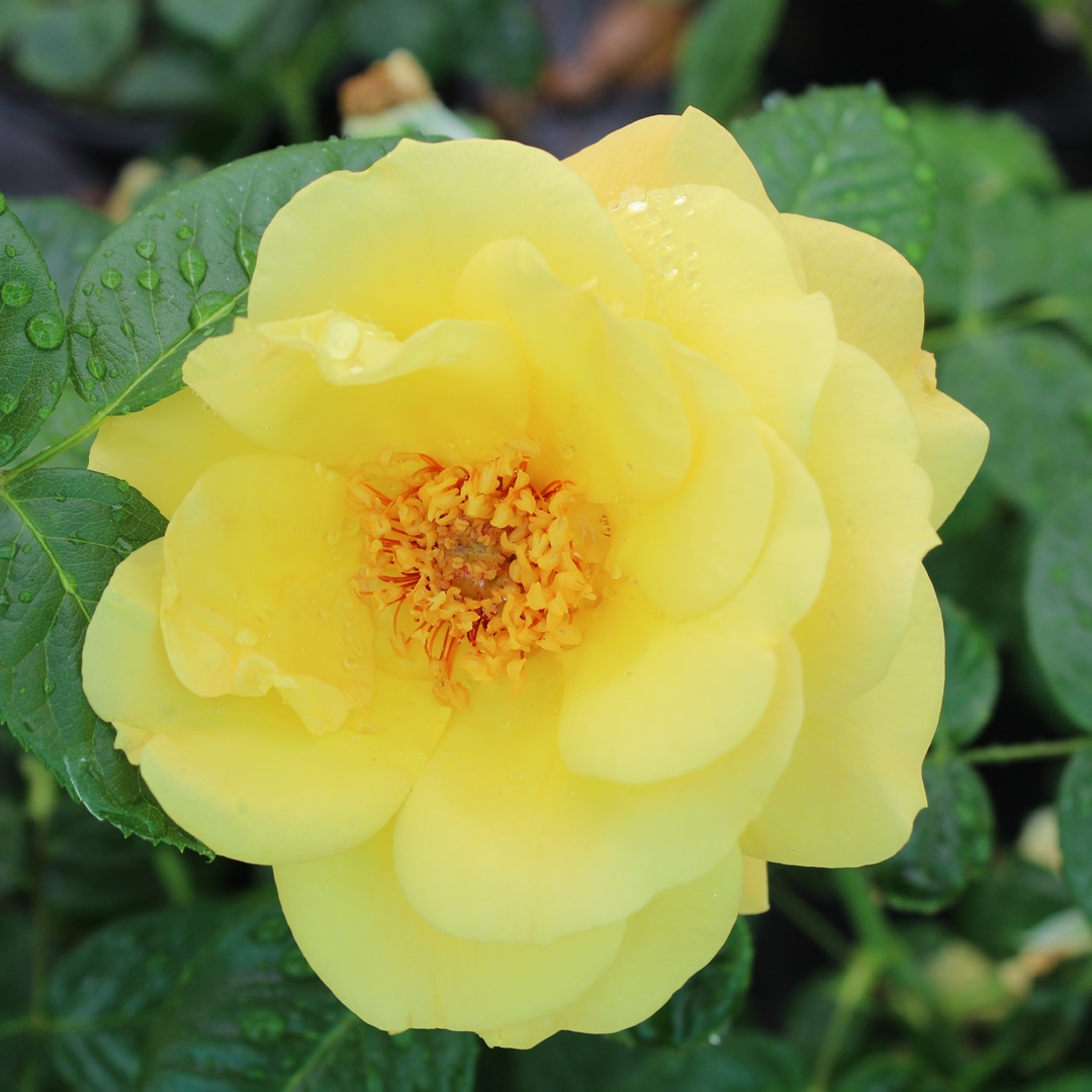 Rosa Sunsilk in the GardenTags plant encyclopedia Rose Sunsilk (Floribunda) in the GardenTags plant encyclopedia