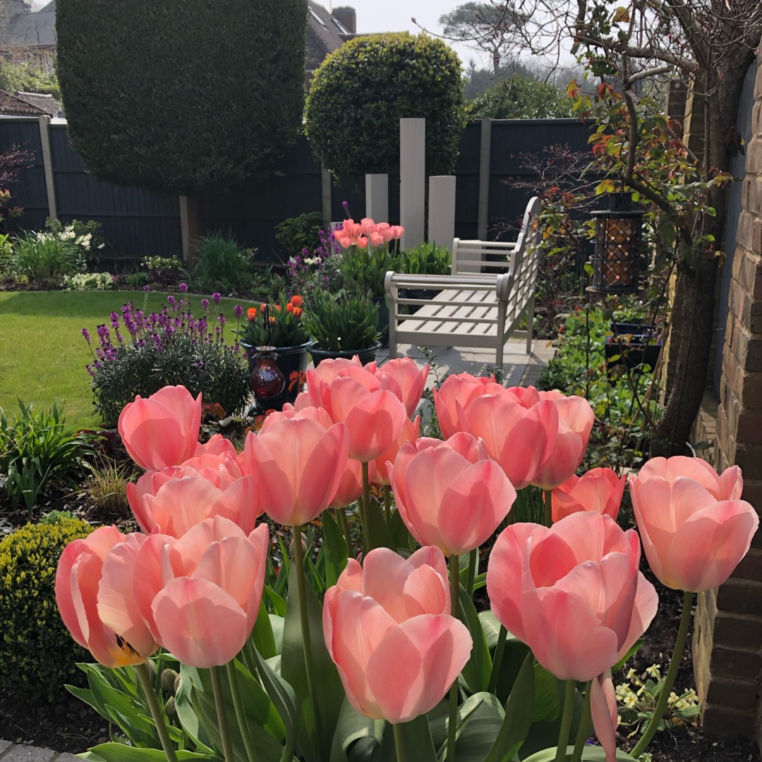Tulip Mystic van Eijk (Darwin Hybrid) in the GardenTags plant encyclopedia