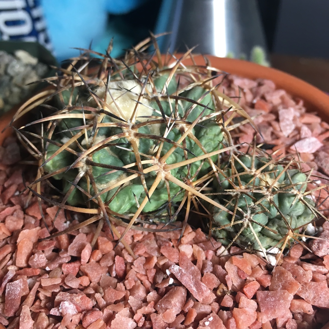 Coryphantha elephantidens in the GardenTags plant encyclopedia Elephants Tooth in the GardenTags plant encyclopedia