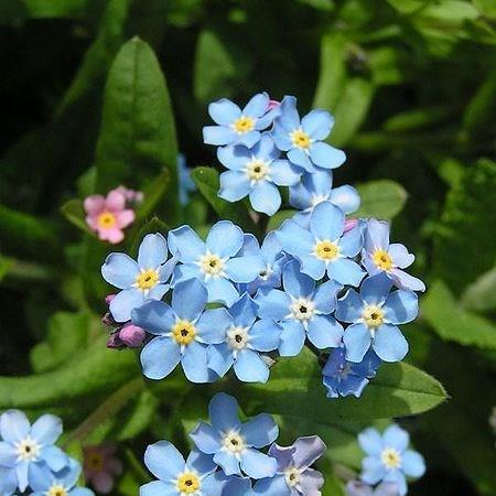 Myosotis Scorpioides Water Forget Me Not In Gardentags Plant Encyclopedia