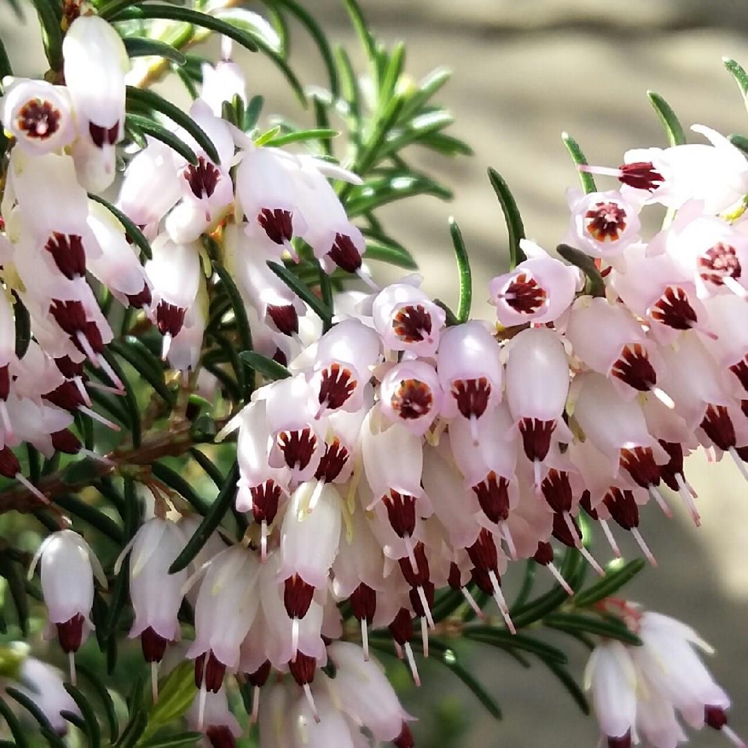 Erica x darleyensis Jenny Porter in the GardenTags plant encyclopedia Darley Dale Heath Jenny Porter in the GardenTags plant encyclopedia