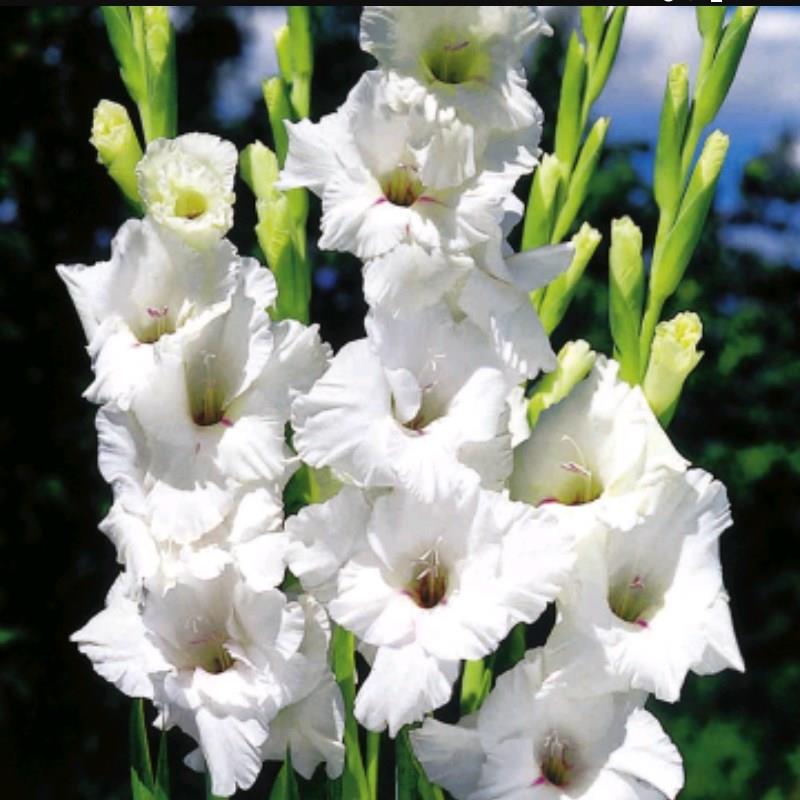 Gladiolus White Friendship in the GardenTags plant encyclopedia Gladioli White Friendship (Large-flowered) in the GardenTags plant encyclopedia