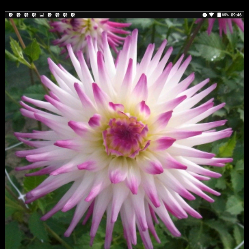 Dahlia Match in the GardenTags plant encyclopedia Dahlia Match in the GardenTags plant encyclopedia