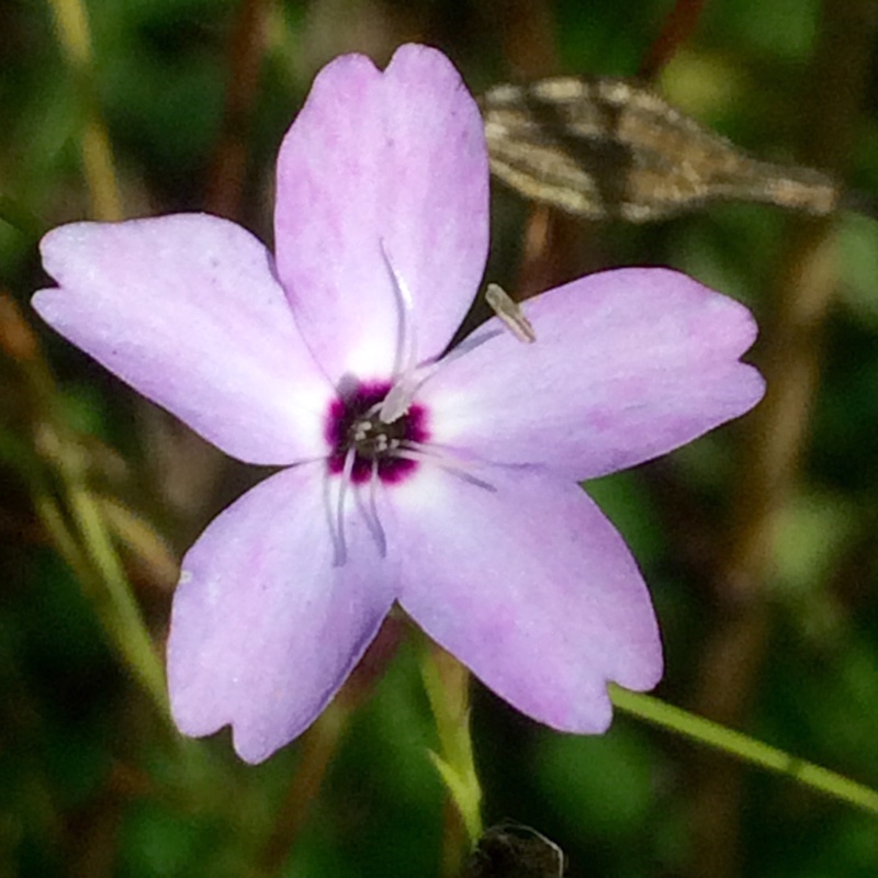 Silene coeli-rosa syn. Agrostemma coeli-rosa in the GardenTags plant encyclopedia Rose-of-heaven in the GardenTags plant encyclopedia