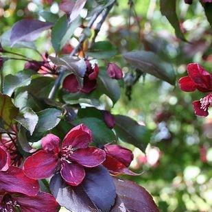 Malus Royalty in the GardenTags plant encyclopedia Crab Apple Royalty in the GardenTags plant encyclopedia