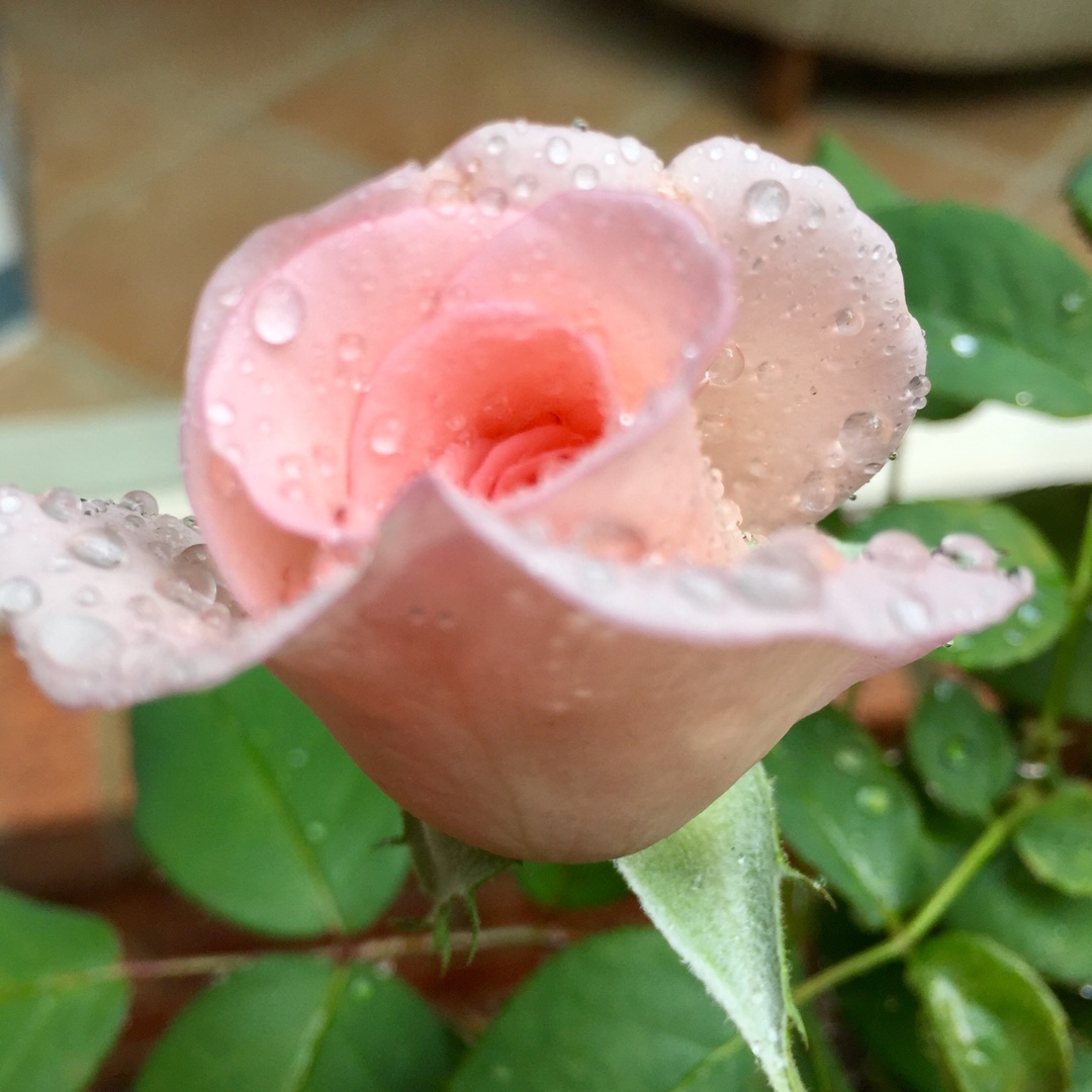 Rosa Flamingo in the GardenTags plant encyclopedia Hybrid Tea Rose Flamingo in the GardenTags plant encyclopedia