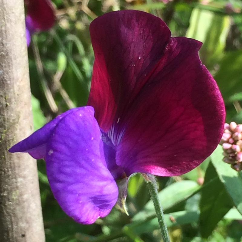 Lathyrus Odoratus Cupani in the GardenTags plant encyclopedia Sweet Pea Cupani in the GardenTags plant encyclopedia