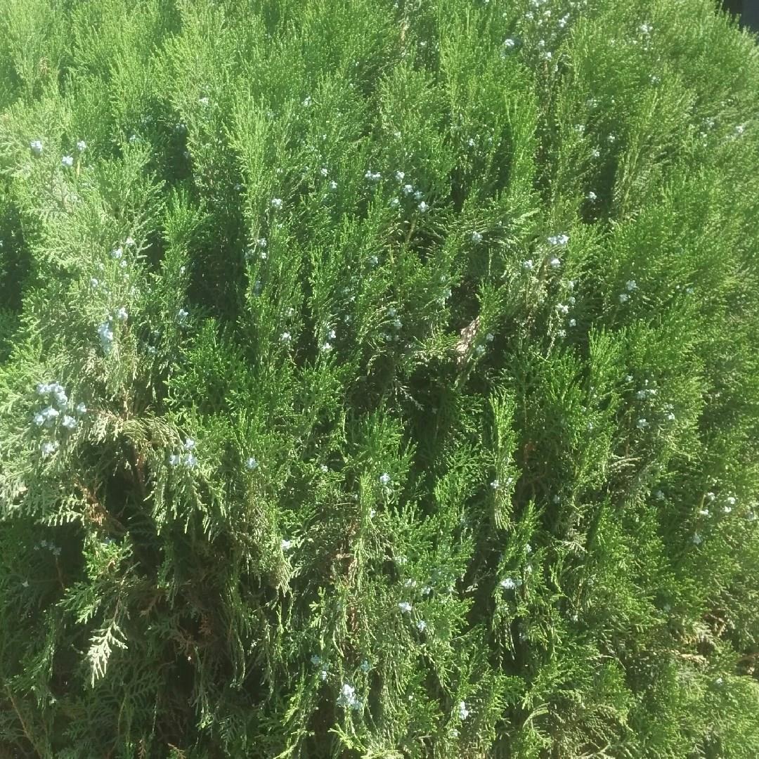 Platycladus orientalis syn. Thuja Orientalis in the GardenTags plant encyclopedia Biota in the GardenTags plant encyclopedia