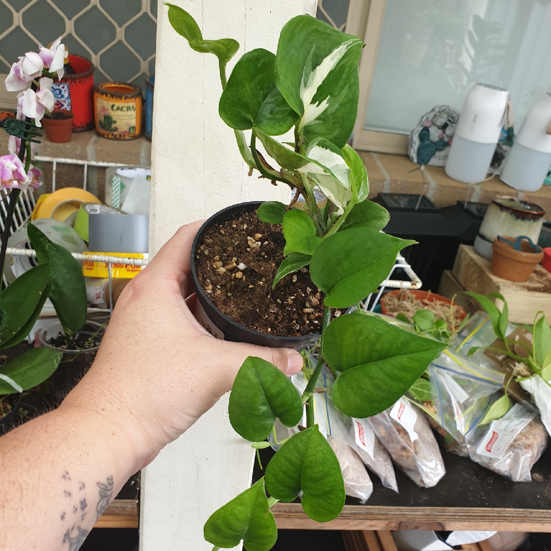 Epipremnum aureum Glacier in the GardenTags plant encyclopedia Epipremnum Glacier in the GardenTags plant encyclopedia