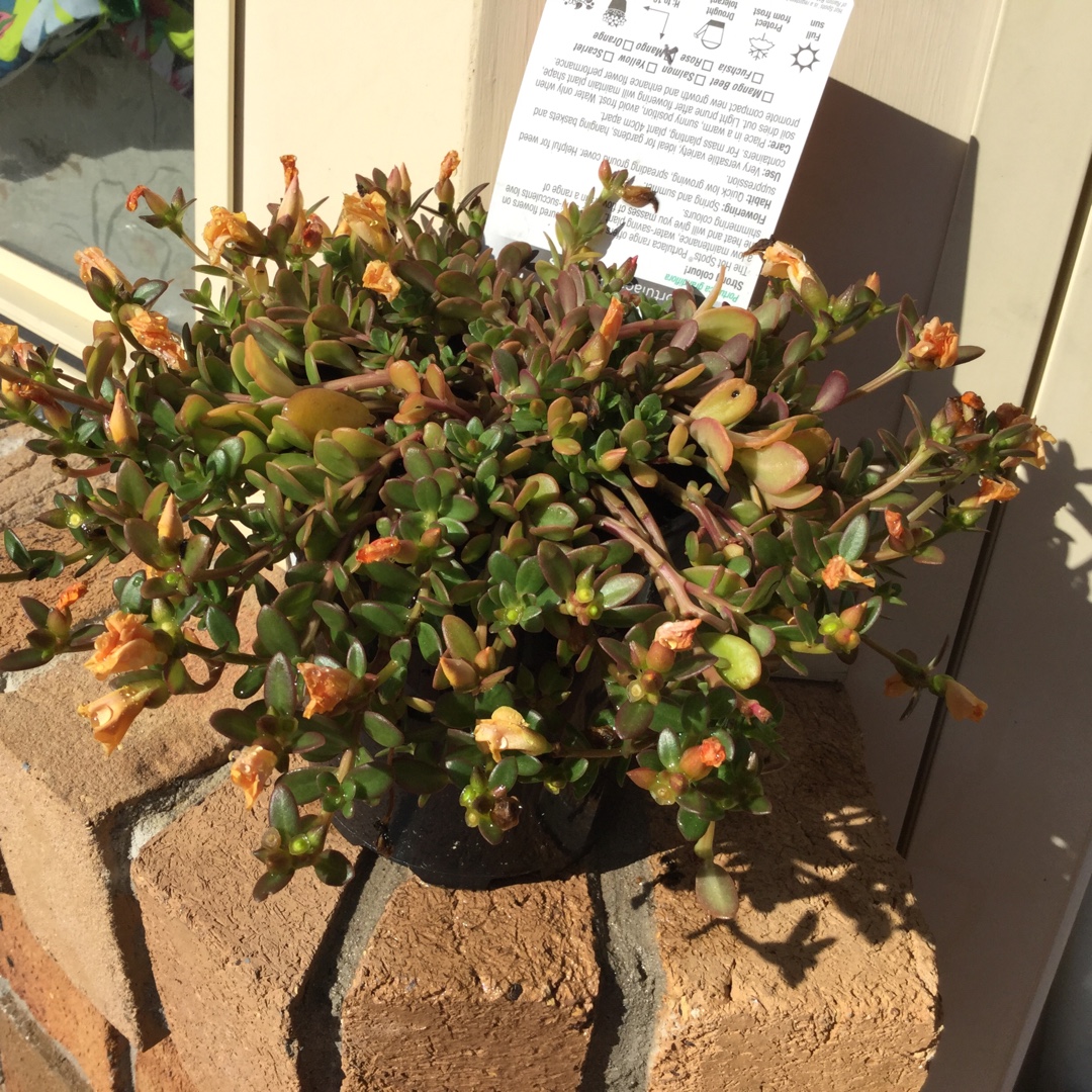 Portulaca hybrid Hot Spots in the GardenTags plant encyclopedia Portulaca Hot Spots in the GardenTags plant encyclopedia