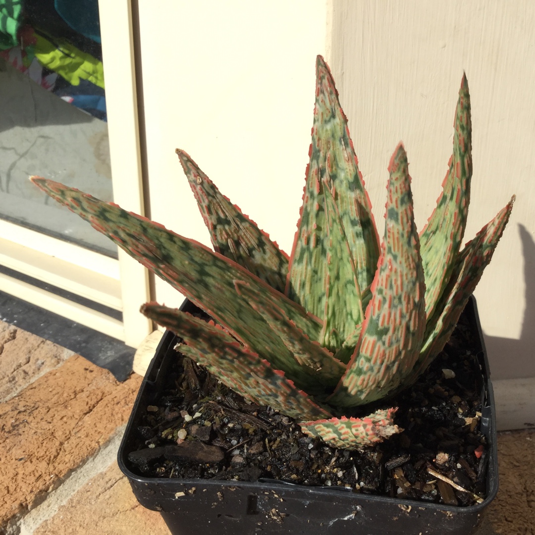 Aloe Venus in the GardenTags plant encyclopedia Aloe Venus in the GardenTags plant encyclopedia