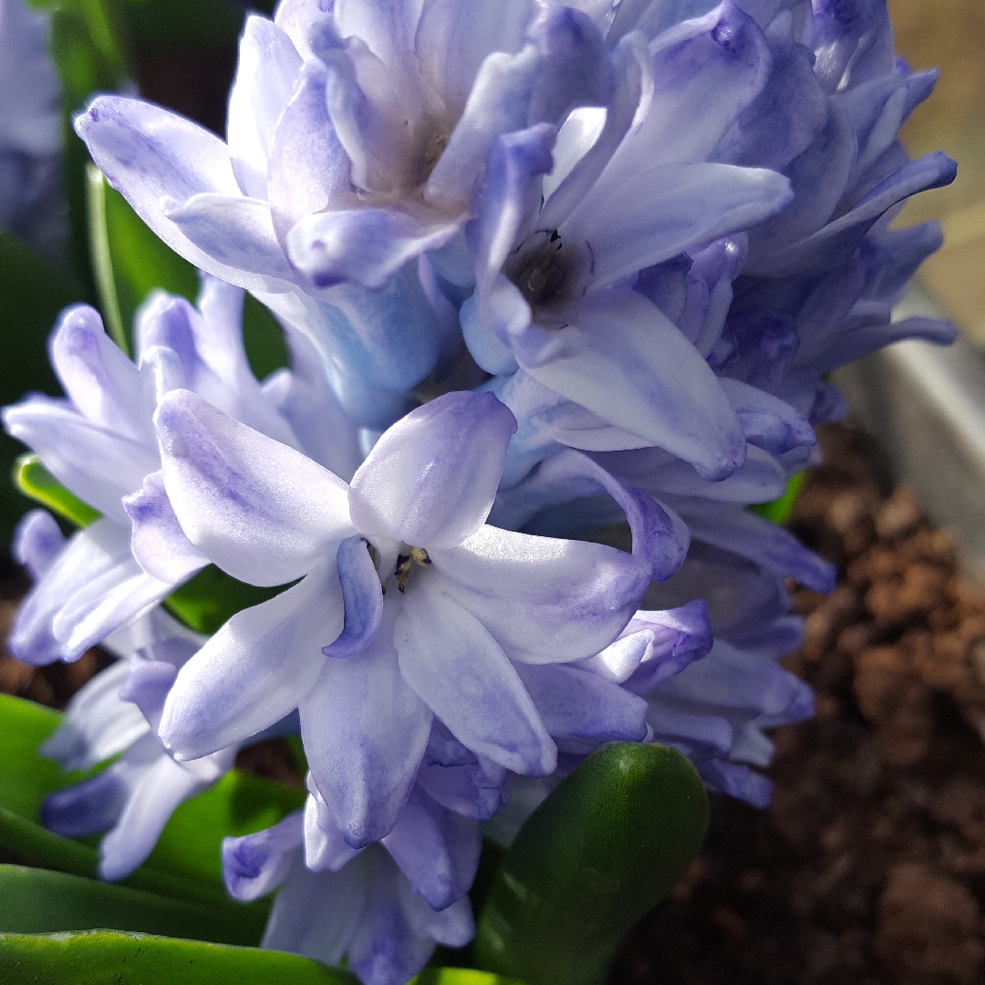 Hyacinthus orientalis Blue Eyes in the GardenTags plant encyclopedia Hyacinth Blue Eyes in the GardenTags plant encyclopedia
