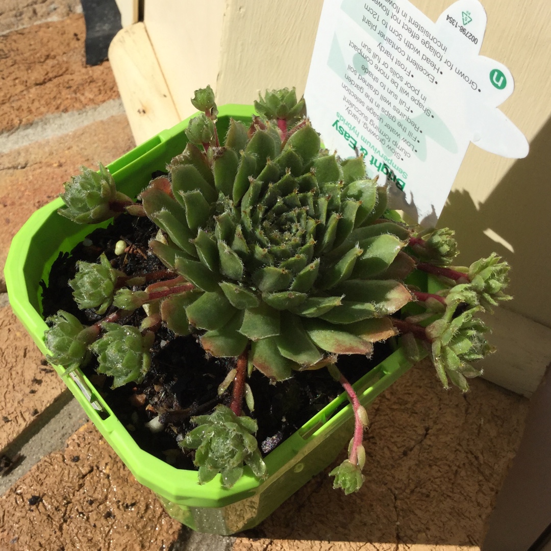 Sempervivum Limelight in the GardenTags plant encyclopedia Sempervivum Limelight in the GardenTags plant encyclopedia