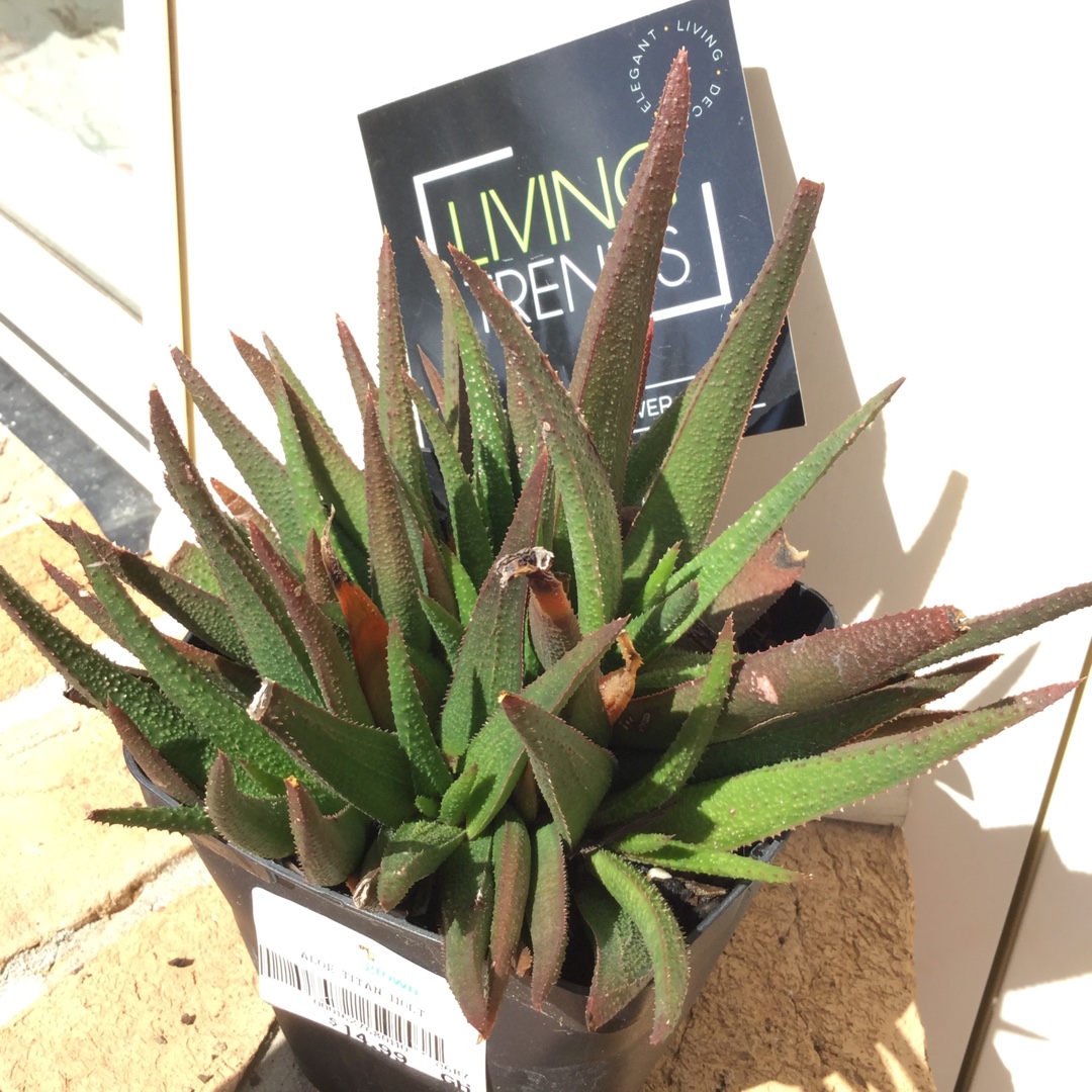 Aloe Titan in the GardenTags plant encyclopedia Aloe Titan in the GardenTags plant encyclopedia