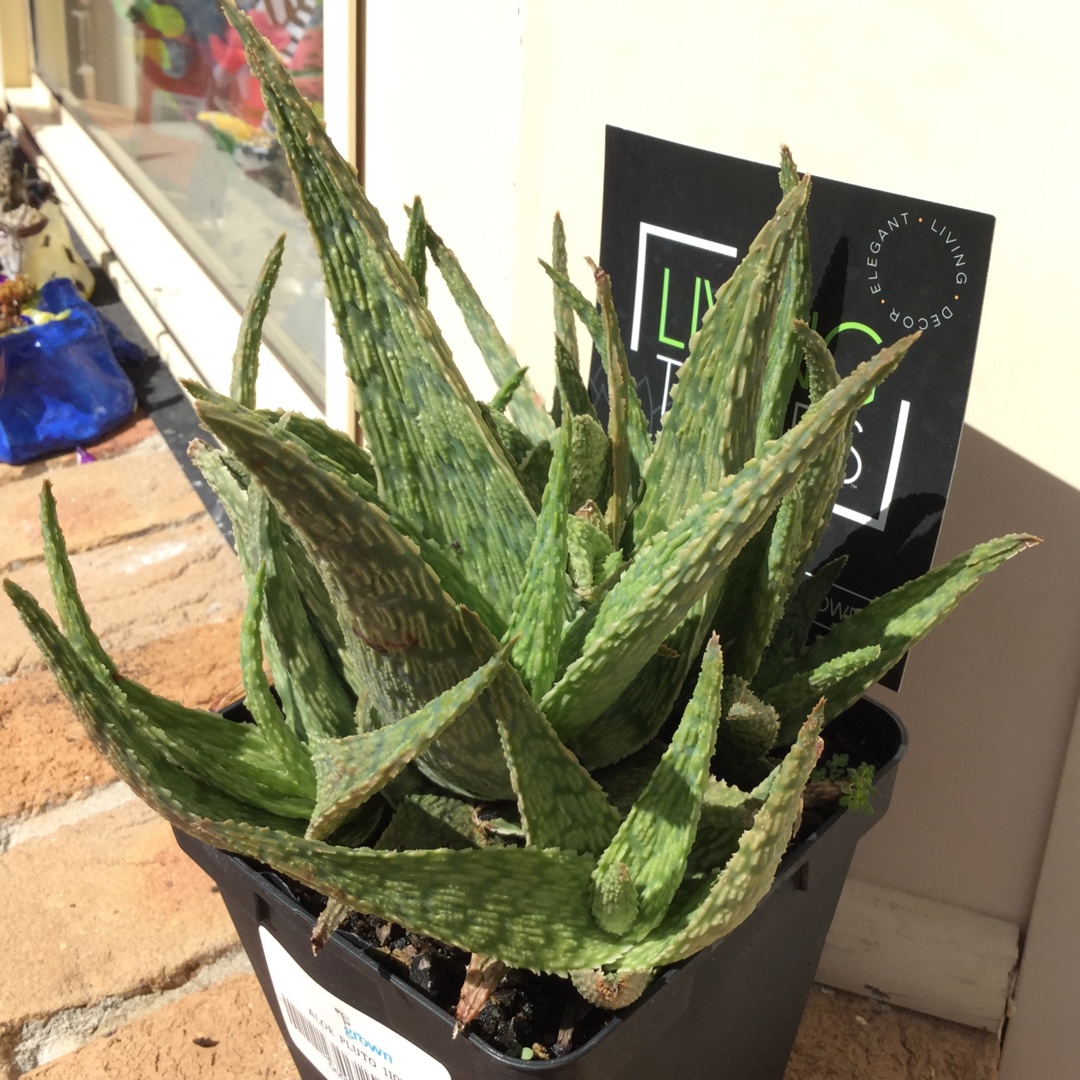 Aloe Pluto in the GardenTags plant encyclopedia Aloe Pluto in the GardenTags plant encyclopedia