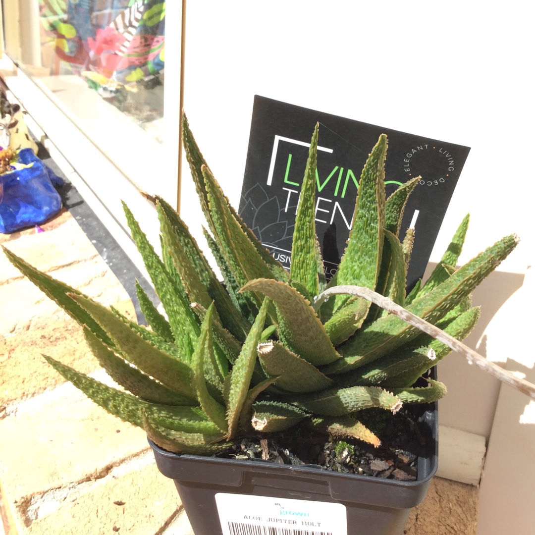 Aloe Jupiter in the GardenTags plant encyclopedia Aloe Jupiter in the GardenTags plant encyclopedia