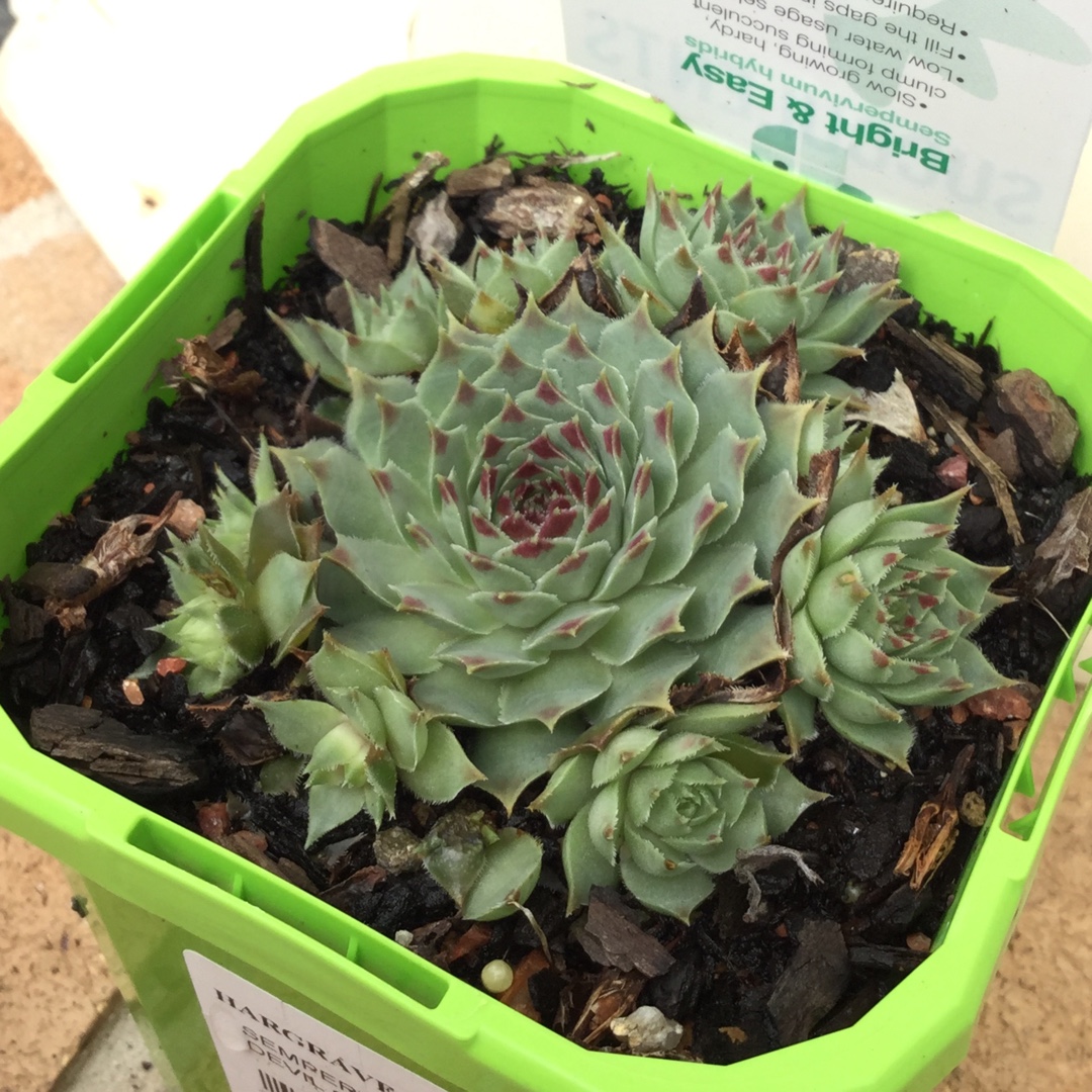 Sempervivum Red Devil in the GardenTags plant encyclopedia Sempervivum Red Devil in the GardenTags plant encyclopedia